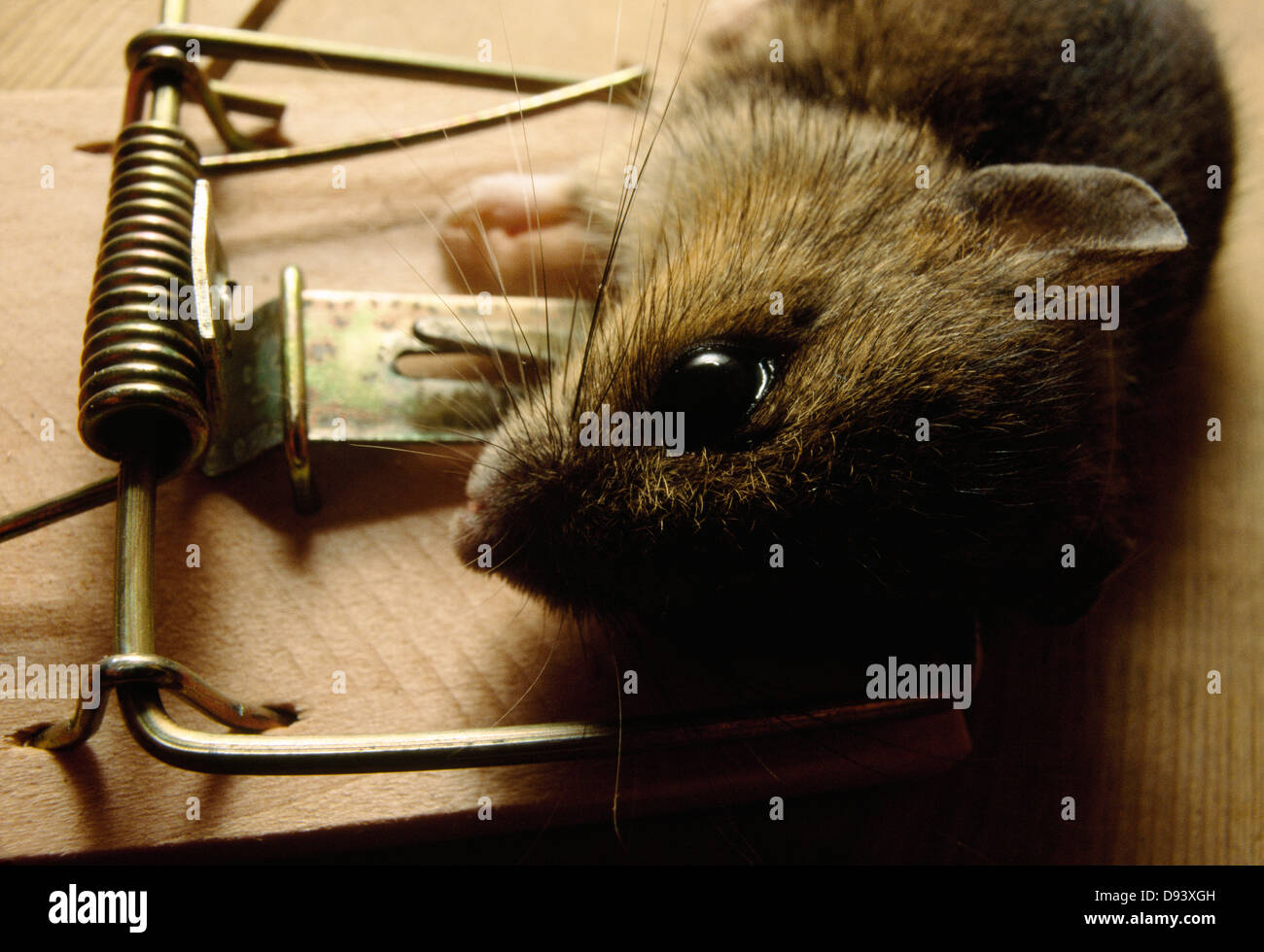 Mejor trampa para ratones fotografías e imágenes de alta resolución - Alamy