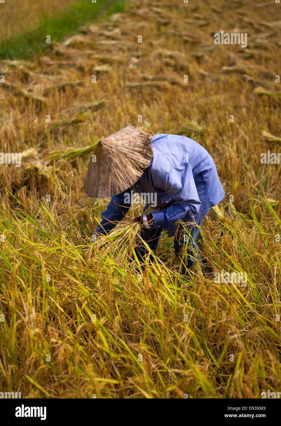 Un campesino en un campo de arroz, en Vientiane, Laos Foto de stock