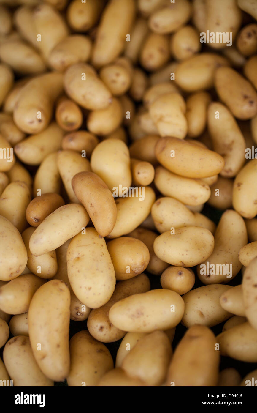 Las patatas blancas pequeñas frescos del mercado de granjeros Foto de stock