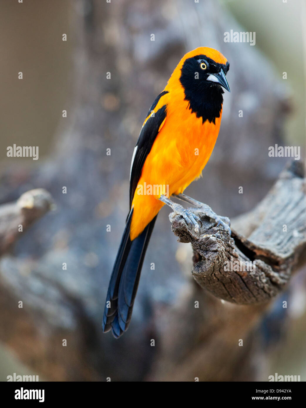 Negro y amarillo en la rama donde se posan las aves Fotografía de stock Alamy