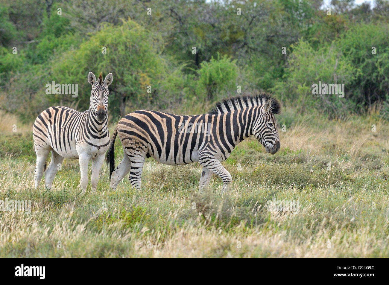 Burchell zebra Equus quagga burchellii fotografiado en Mountain Zebra National Park, Sudáfrica Foto de stock