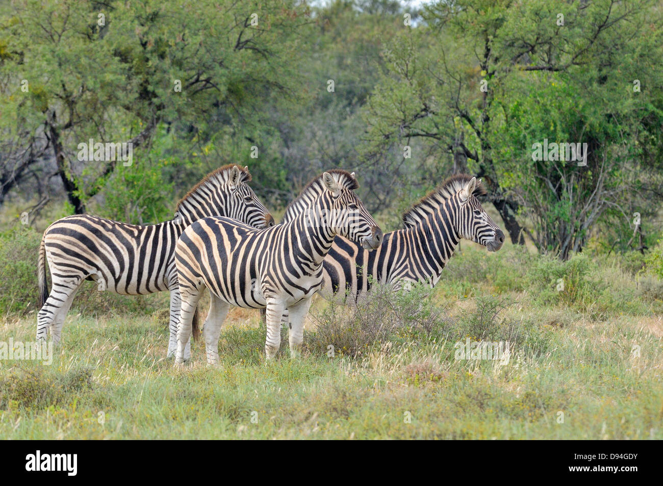 Burchell zebra Equus quagga burchellii fotografiado en Mountain Zebra National Park, Sudáfrica Foto de stock