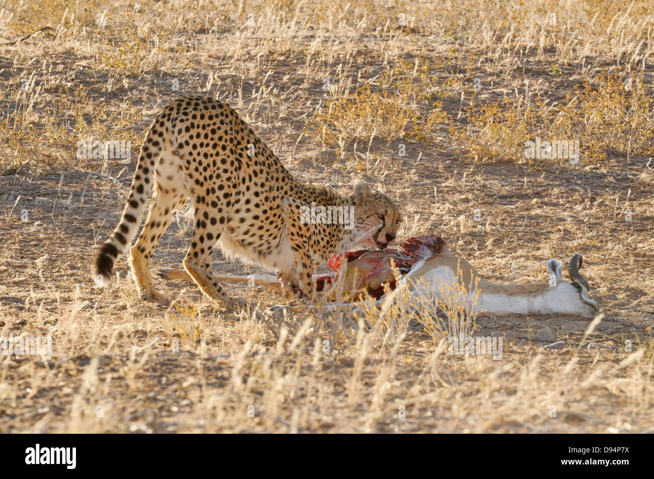 Guepardo Acinonyx jubatus comer recientemente asesinado Springbok Fotografiado en el Parque Nacional de Kgalagadi, Sudáfrica Foto de stock
