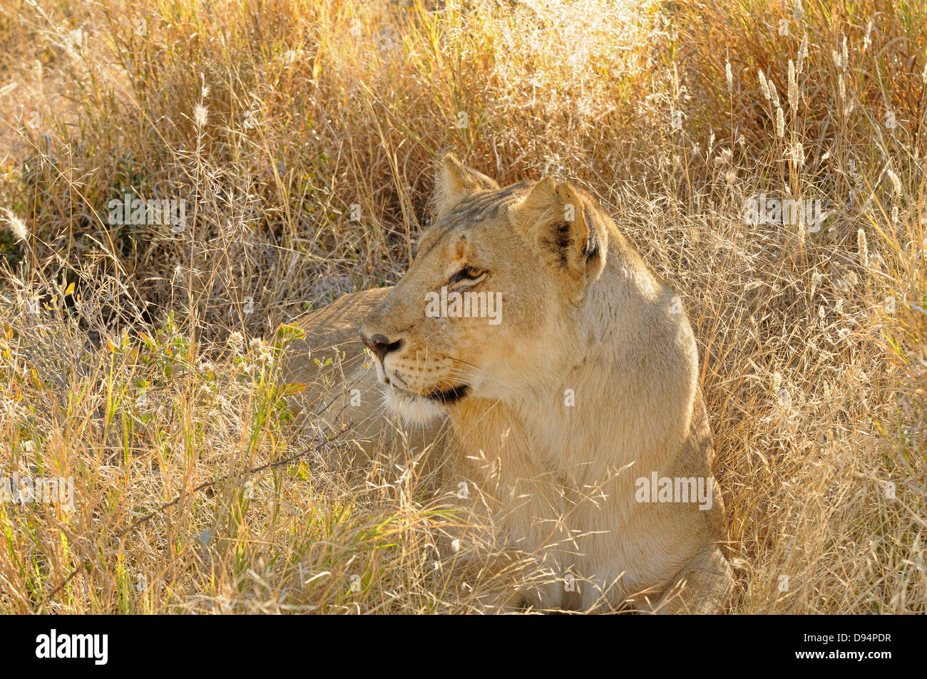 León Panthera leo hembra fotografiado en el Parque Nacional de Etosha, Namibia Foto de stock