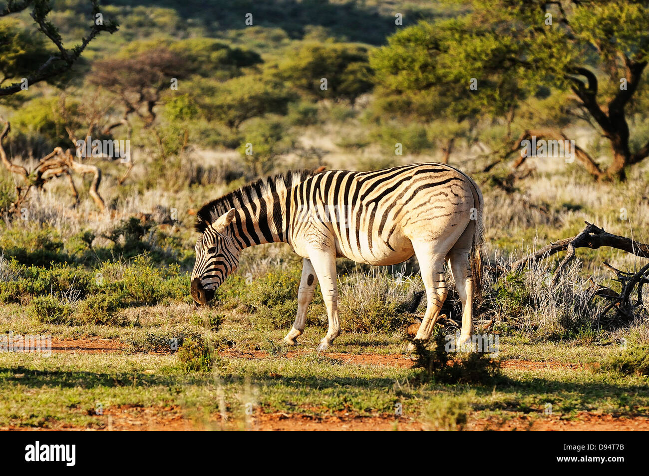 Quagga, Equus quagga quagga. Ejemplo de animales de cría en 'BACK' para volver a crear un proyecto Quagga desde llanuras Zebra. Foto de stock