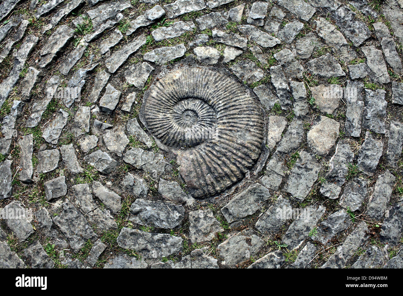 Un conjunto de fósiles de ammonites en un sendero, los jardines de Chalice Well, Glastonbury, Somerset. Foto de stock