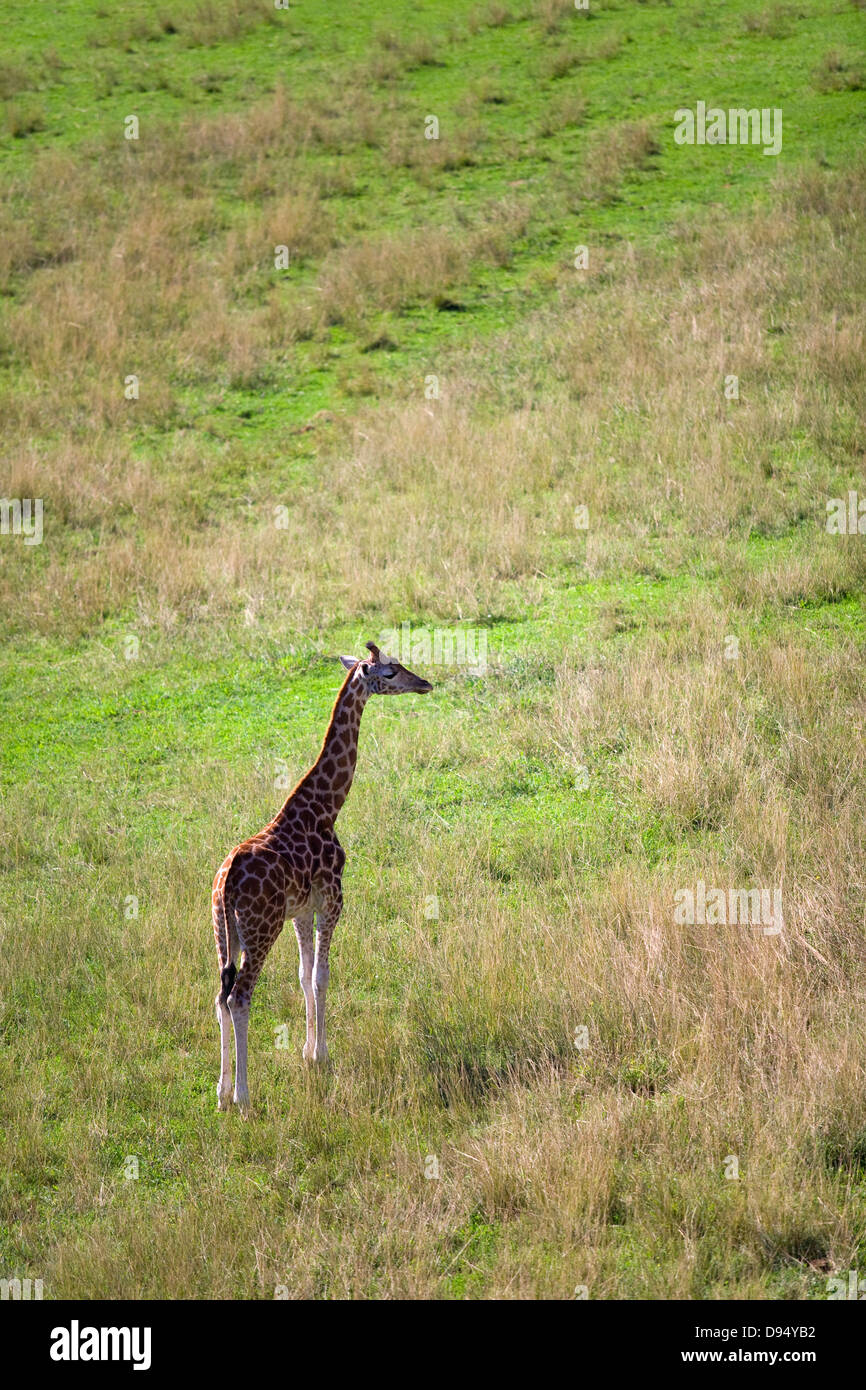 Jirafa (Giraffa camelopardalis). Foto de stock