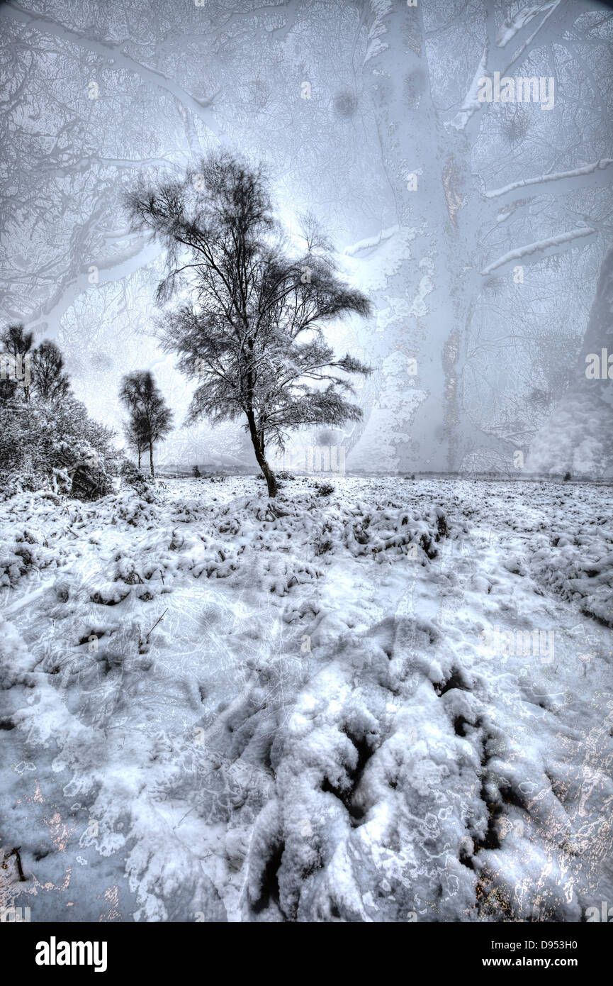 Árbol en la nieve, el nuevo bosque, REINO UNIDO Foto de stock