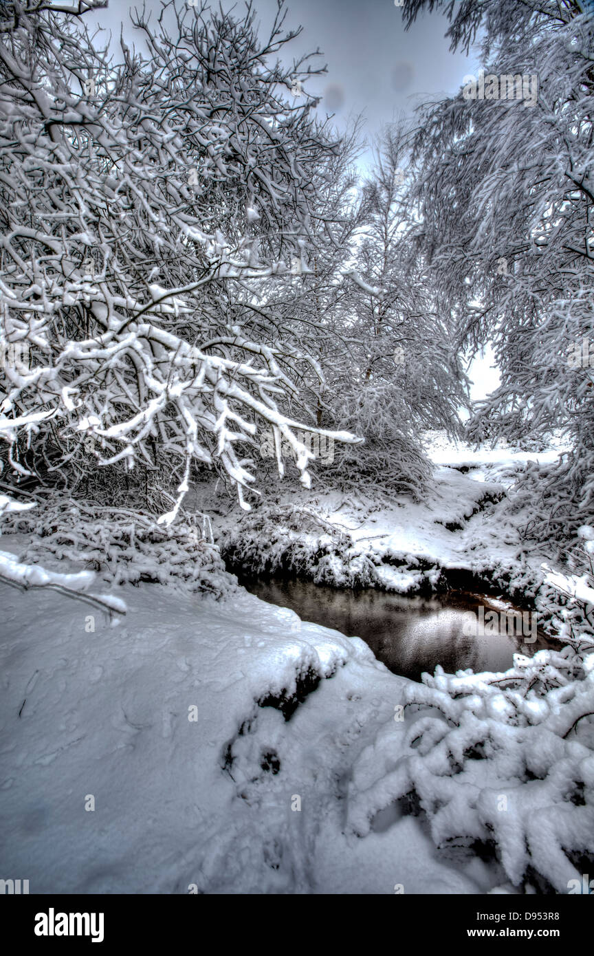 Escena de Invierno de nieve nuevo bosque, REINO UNIDO Foto de stock