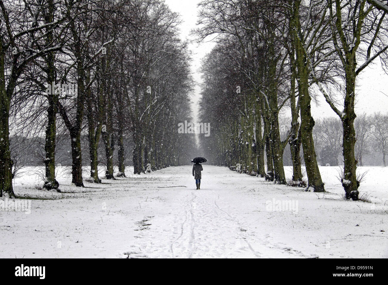 Nieve, nieve escena de persona caminando por avenida arbolada en día de nieve, Foto de stock