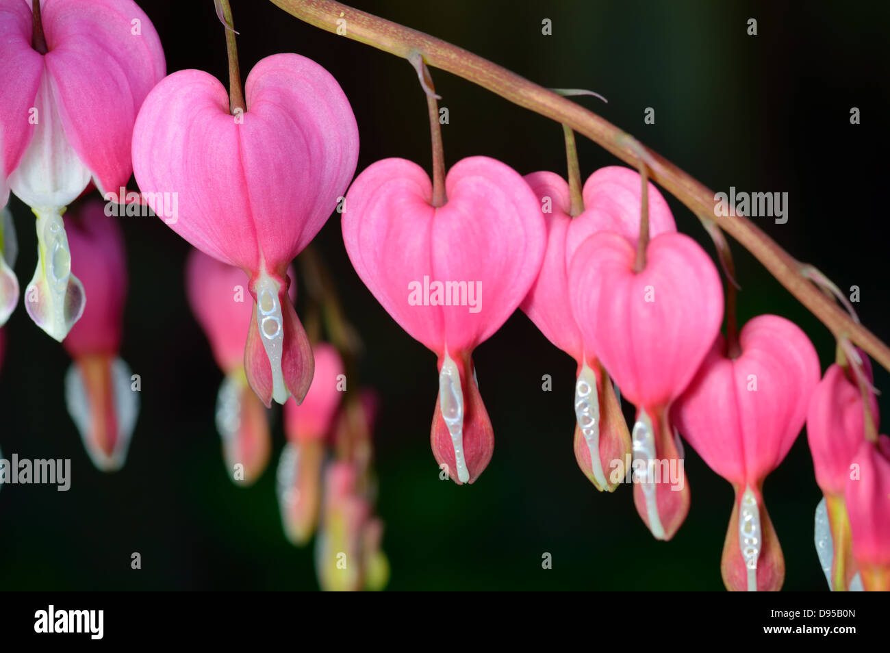 Flor rosa. Lamprocapnos spectabilis (anteriormente Dicentra spectabilis) - corazón sangrando en spring garden. Foto de stock