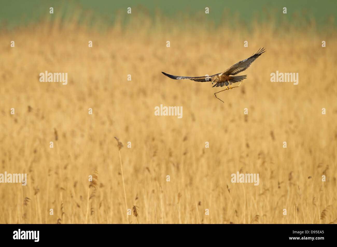 Western aguilucho lagunero, aguilucho lagunero, aguilucho lagunero, Eurasia, Circus aeruginosus Marsh-Harrier occidental, Rohrweihe Foto de stock