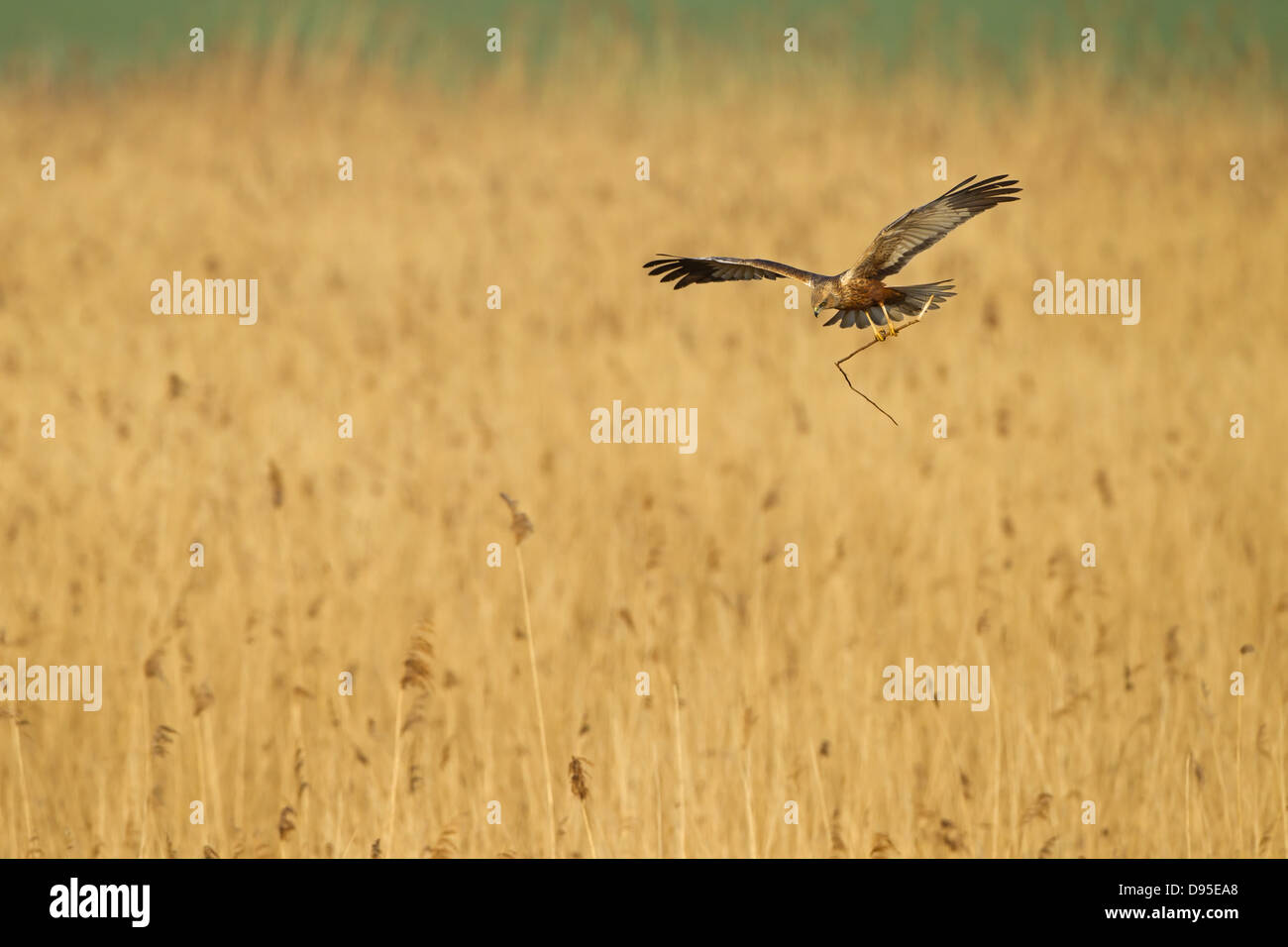 Western aguilucho lagunero, aguilucho lagunero, aguilucho lagunero, Eurasia, Circus aeruginosus Marsh-Harrier occidental, Rohrweihe Foto de stock