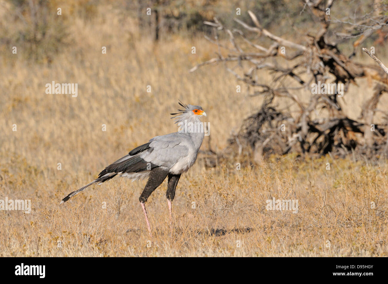 Secretario Bird Sagittarius serpentarius fotografiado en el Parque Nacional de Kgalagadi, Sudáfrica Foto de stock