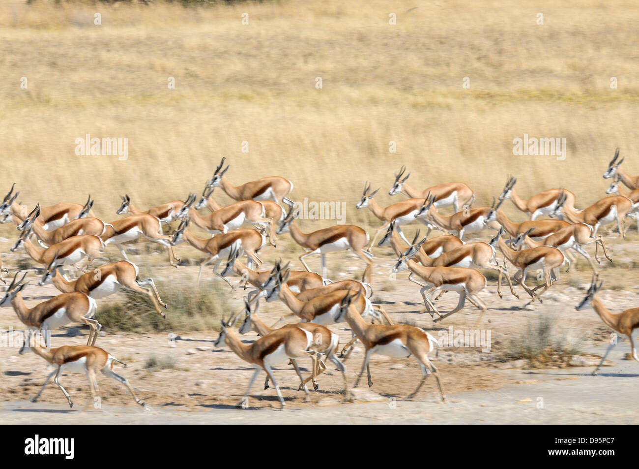 Springbok Antidorcas marsupialis manada corriendo desde el orificio de agua fotografiado en el Parque Nacional de Etosha, Namibia Foto de stock