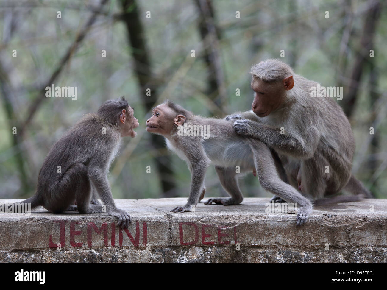 Pareja macaco en el sur de la India Fotografía de stock - Alamy