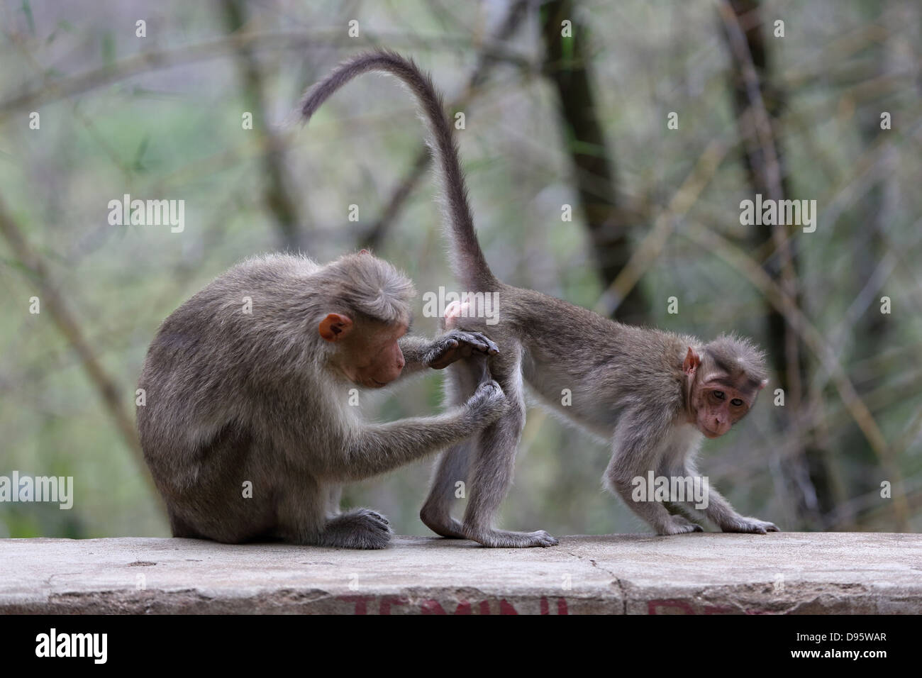 Pareja macaco en el sur de la India Fotografía de stock - Alamy Pareja macaco en el sur de la India Fotografía de stock - Alamy