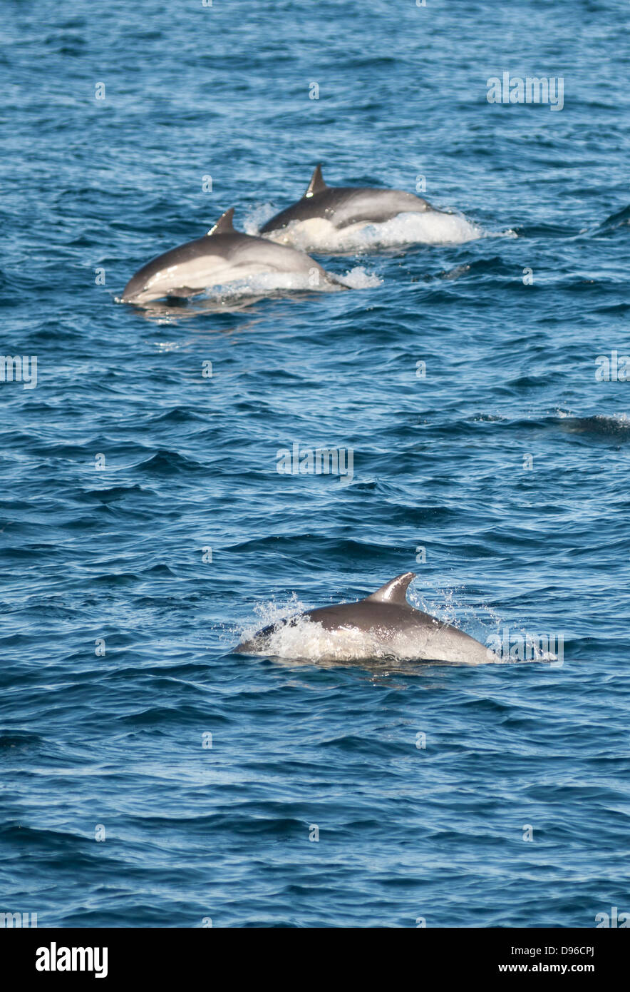 Delfines en el Pacífico cerca de San Diego, California, Estados Unidos de América Foto de stock