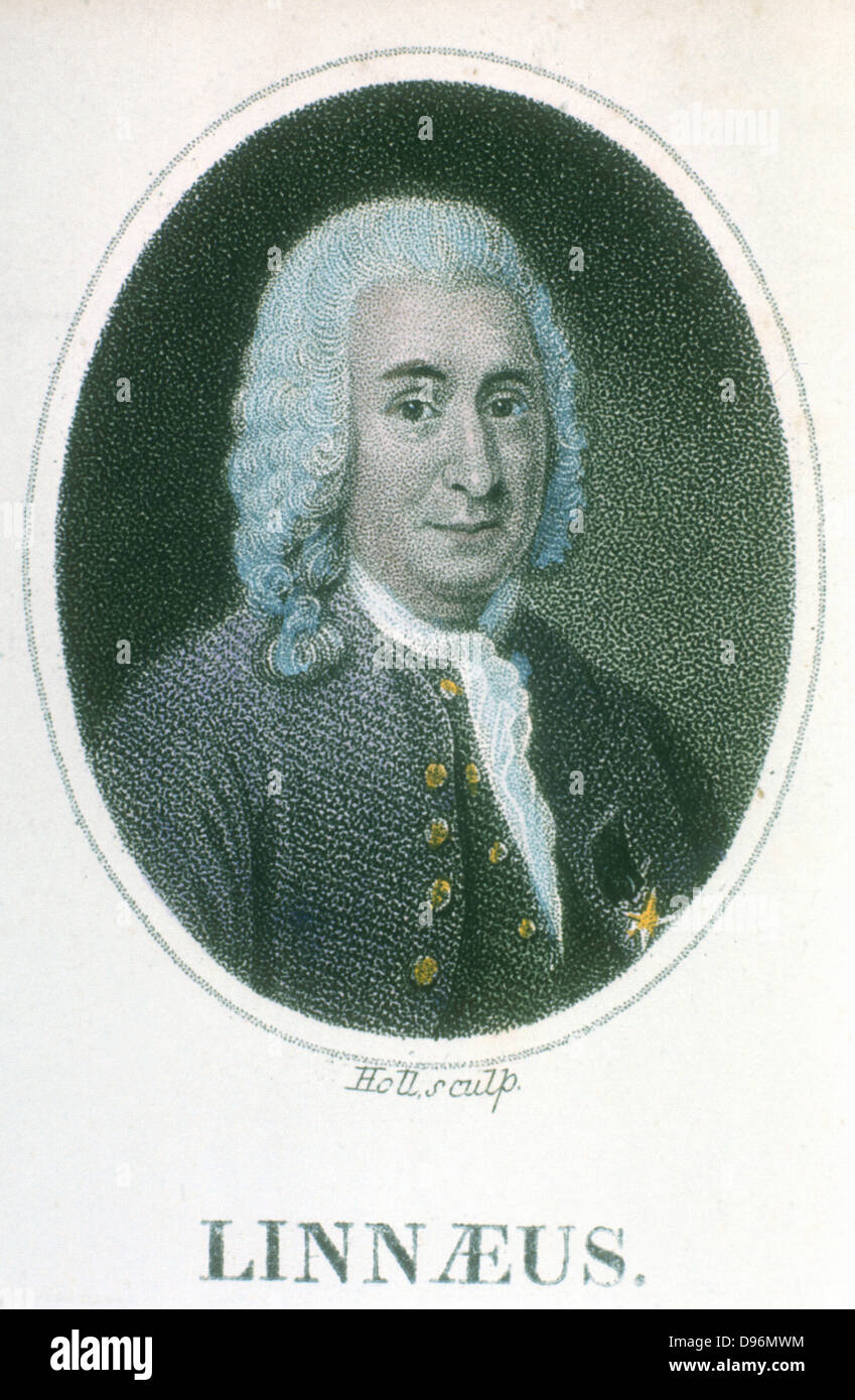 Linnaeus (Carl von Linne - 1707-1778). Naturalista sueco y el médico. Nomenclatura científica de plantas y animales. Desde comienzos del siglo XIX grabado coloreado a mano Foto de stock