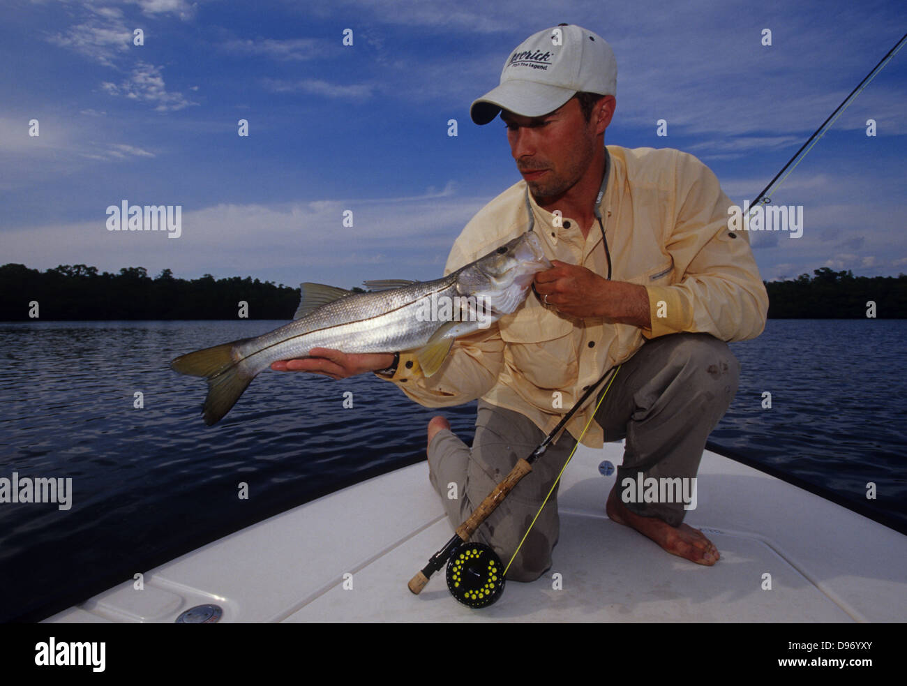 Hombre sujetando un róbalo (Centropomus undecimalis) capturados mientras  que la pesca con mosca, cerca de la Ciudad de Everglades de Florida  Fotografía de stock - Alamy
