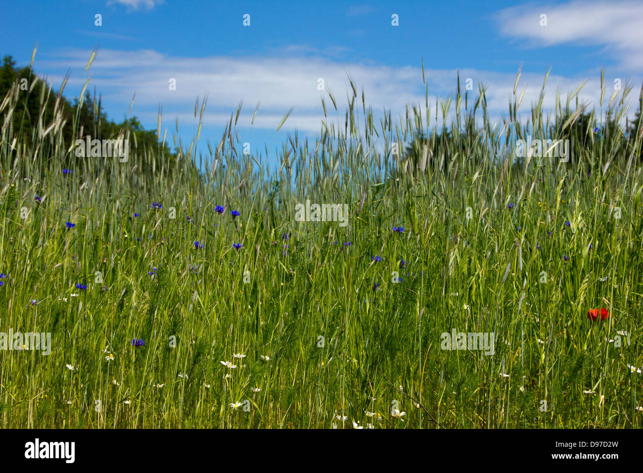 Hermoso paisaje de la pradera con el cielo azul Foto de stock