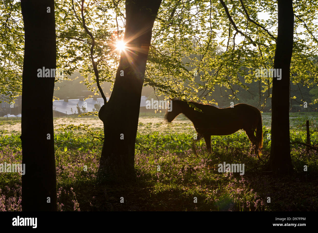 El caballo y el bosque de primavera al amanecer, West Woods, Lockeridge, Wiltshire, Inglaterra. La primavera (Mayo). Foto de stock