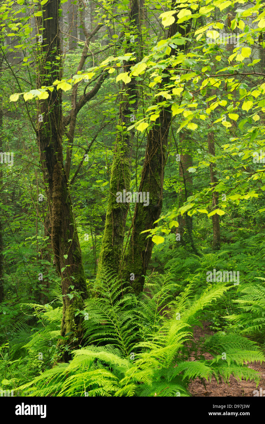 Bosques verdes a mediados de Devon, Inglaterra. Verano (Junio) de 2012. Foto de stock