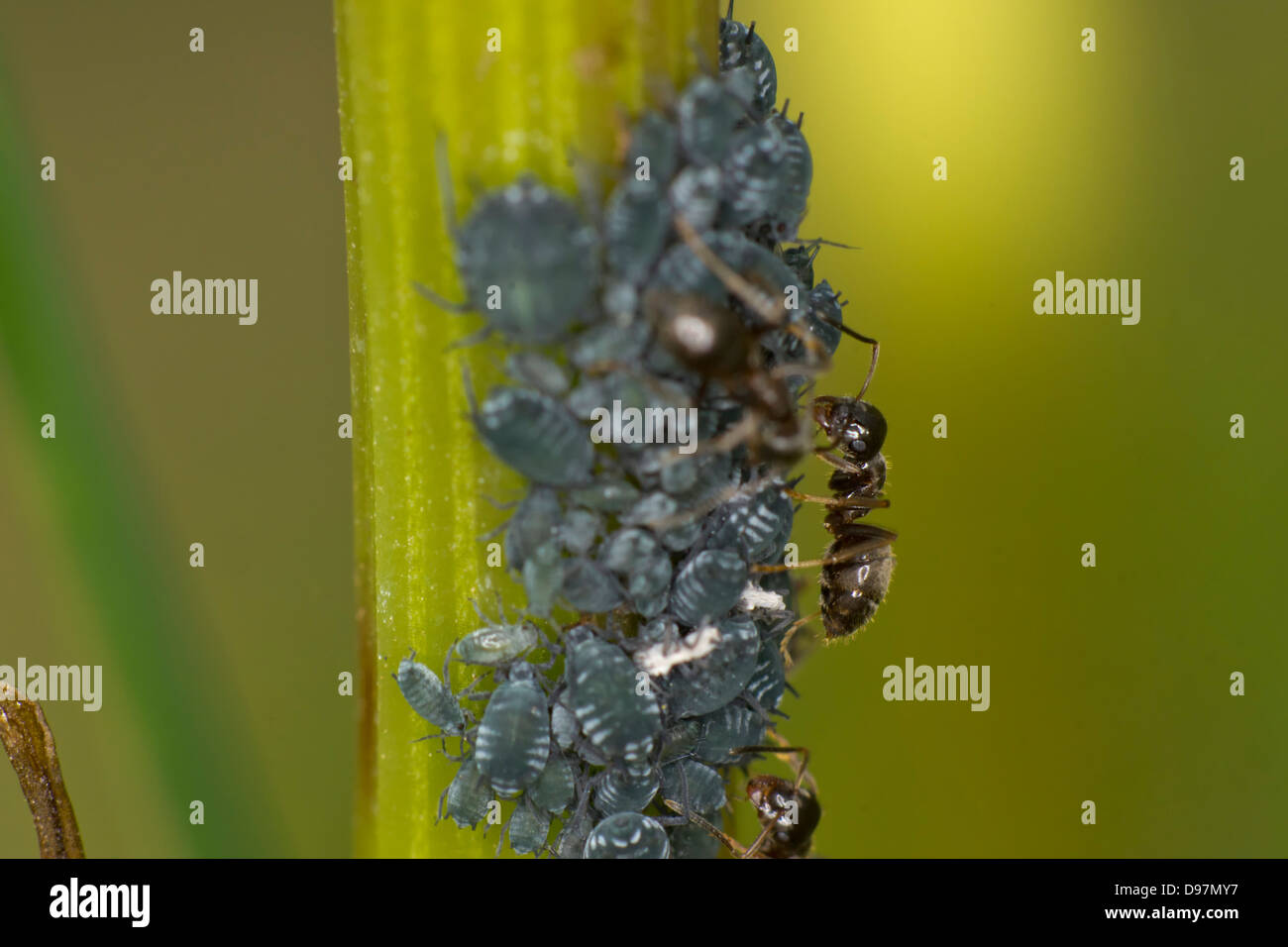 Los áfidos agricultura Ant Foto de stock