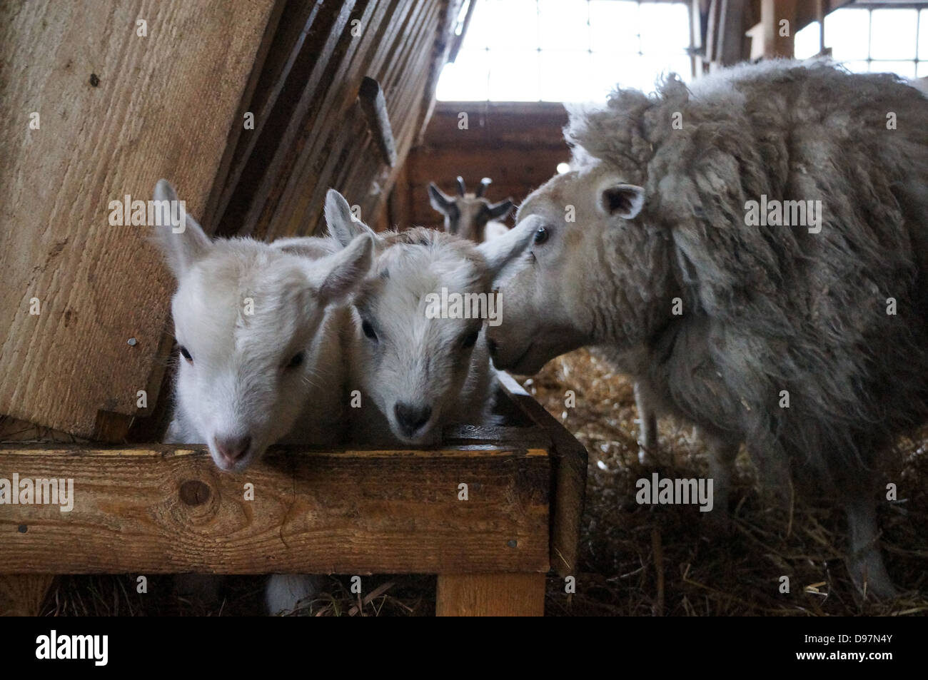 Niños de cabra en un granero Foto de stock