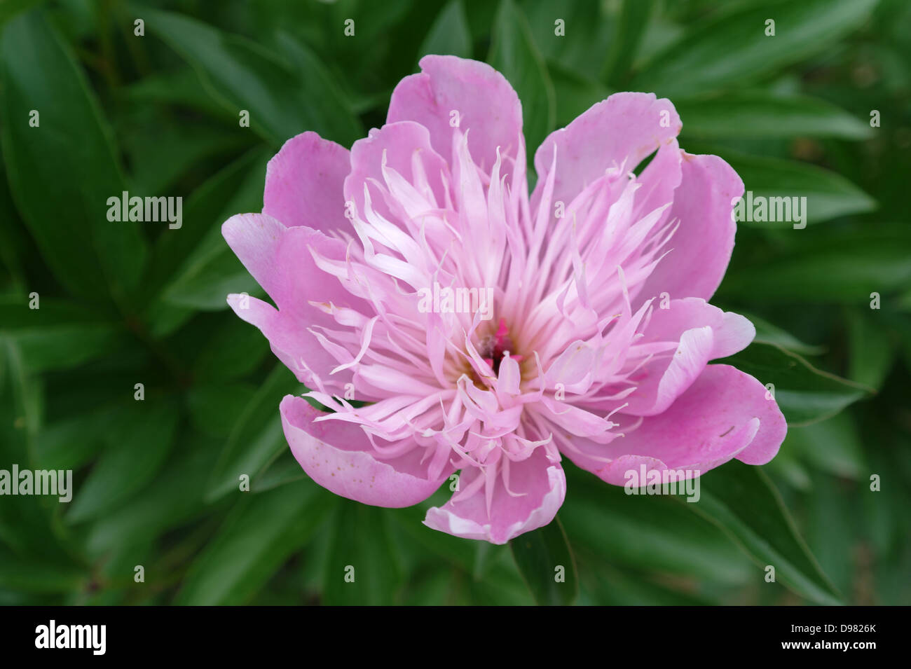 Flor rosa dalia Fotografía de stock - Alamy