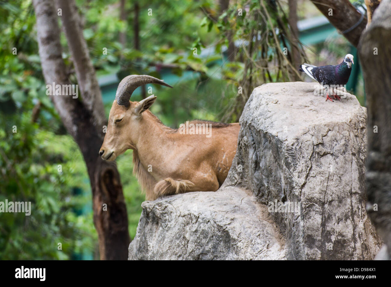 Cerrar los ojos y palomas de cabra en la piedra en Chiangmai Zoo , Tailandia Foto de stock
