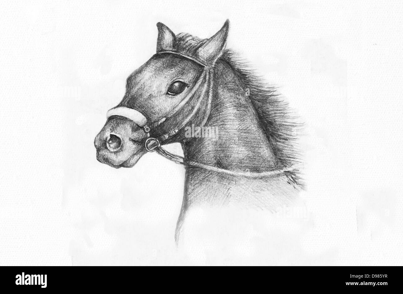 Detalle de un caballo etude, dibujo a lápiz sobre papel blanco, artista de 15 años de edad. Foto de stock