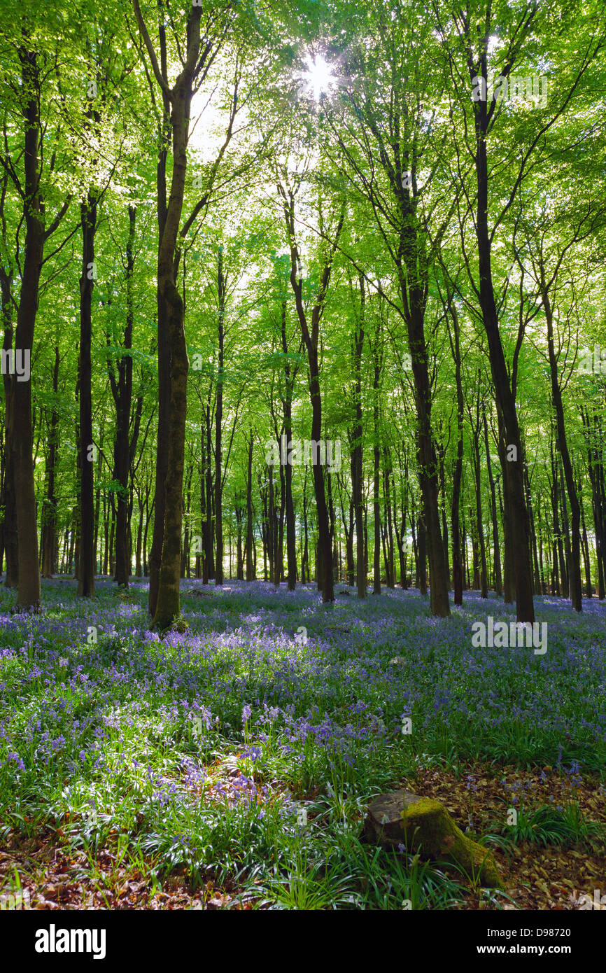 Una contre jour (contraluz) Foto en Hampshire woodland con campanillas que cubre el suelo del bosque. Foto de stock