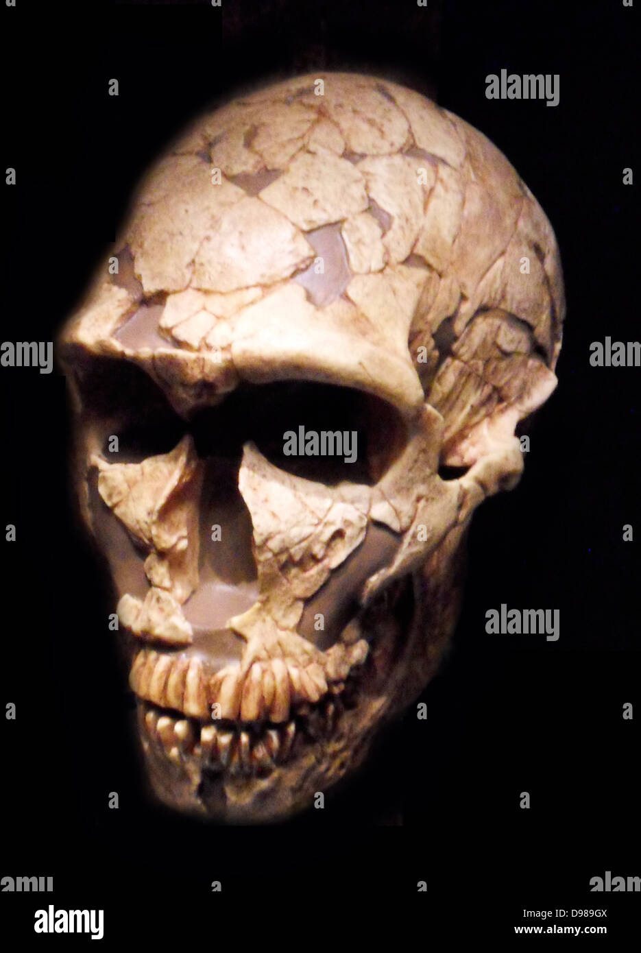 Cráneo homínido temprano Foto de stock