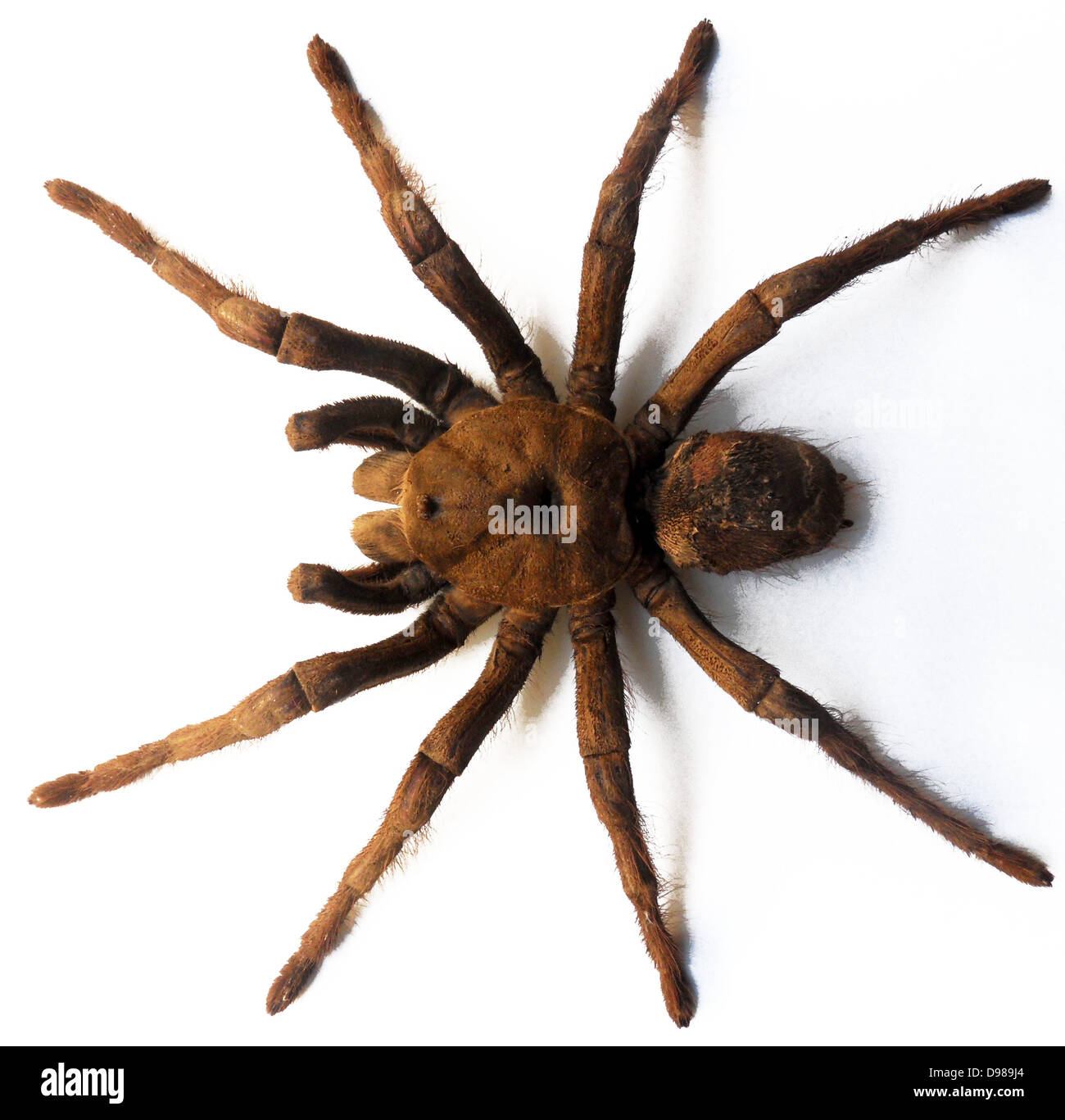 Goliath tarantula fotografías e imágenes de alta resolución - Alamy