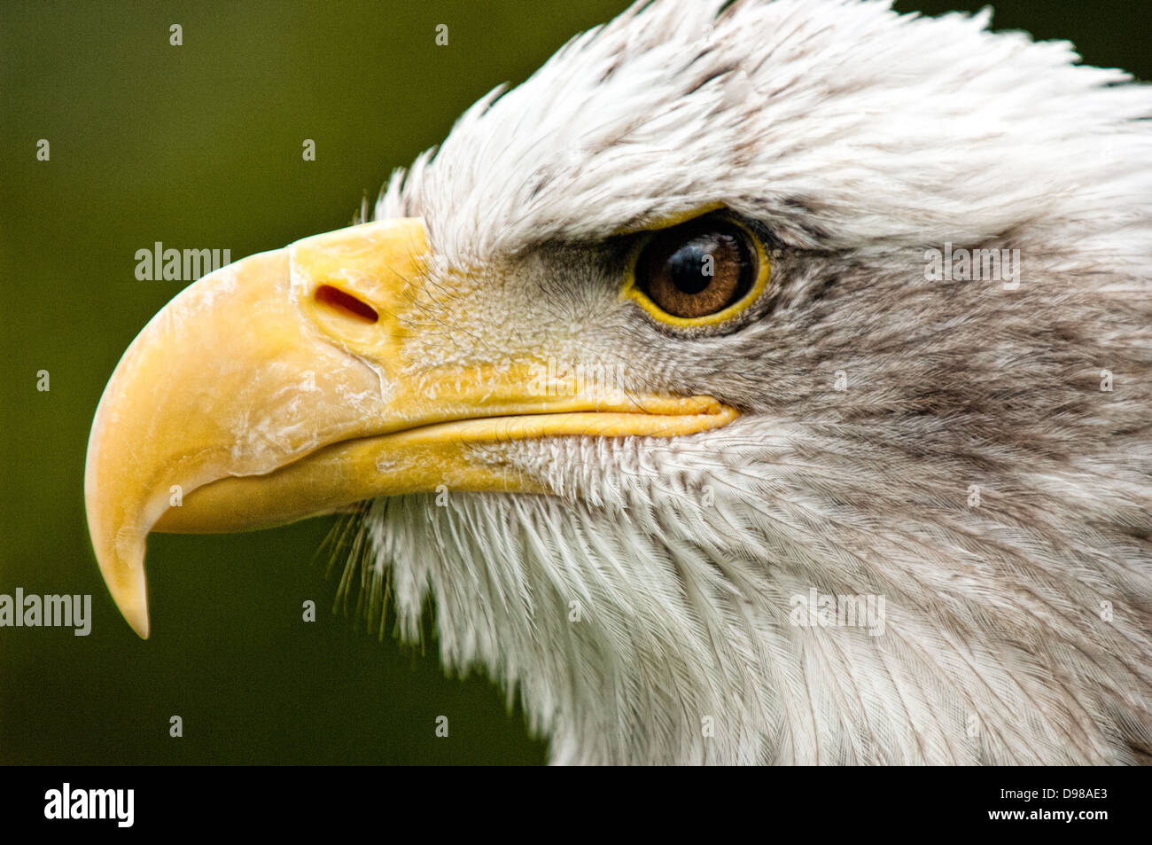 Un perfil retrato de un águila calva (Haliaeetus leucocephalus). También conocido como American Eagle, el símbolo nacional de los Estados Unidos. Foto de stock