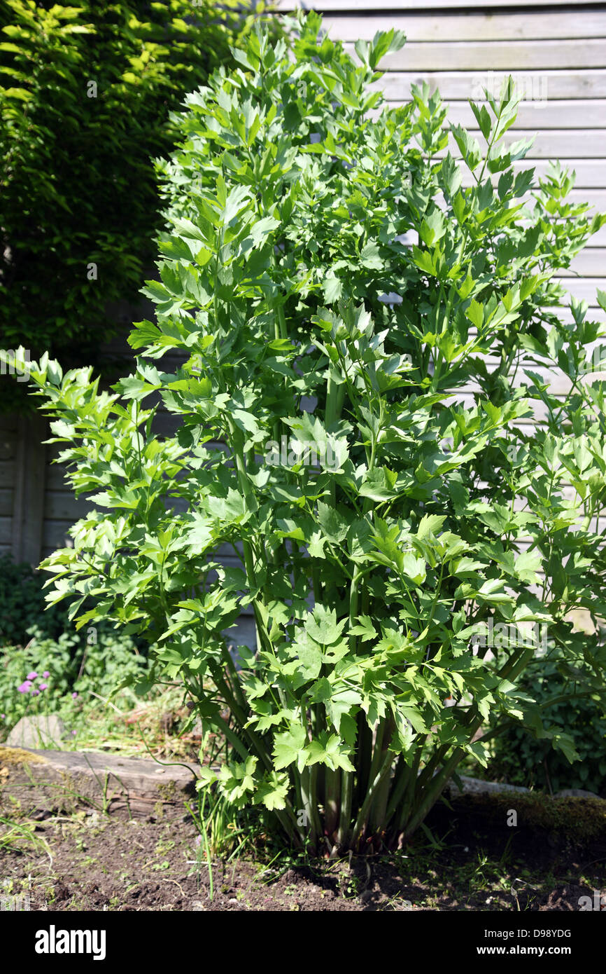 Lovage, Levisticum officianale, hierba culinaria nativa del Mediterráneo, creciendo en un jardín de Irlanda Foto de stock
