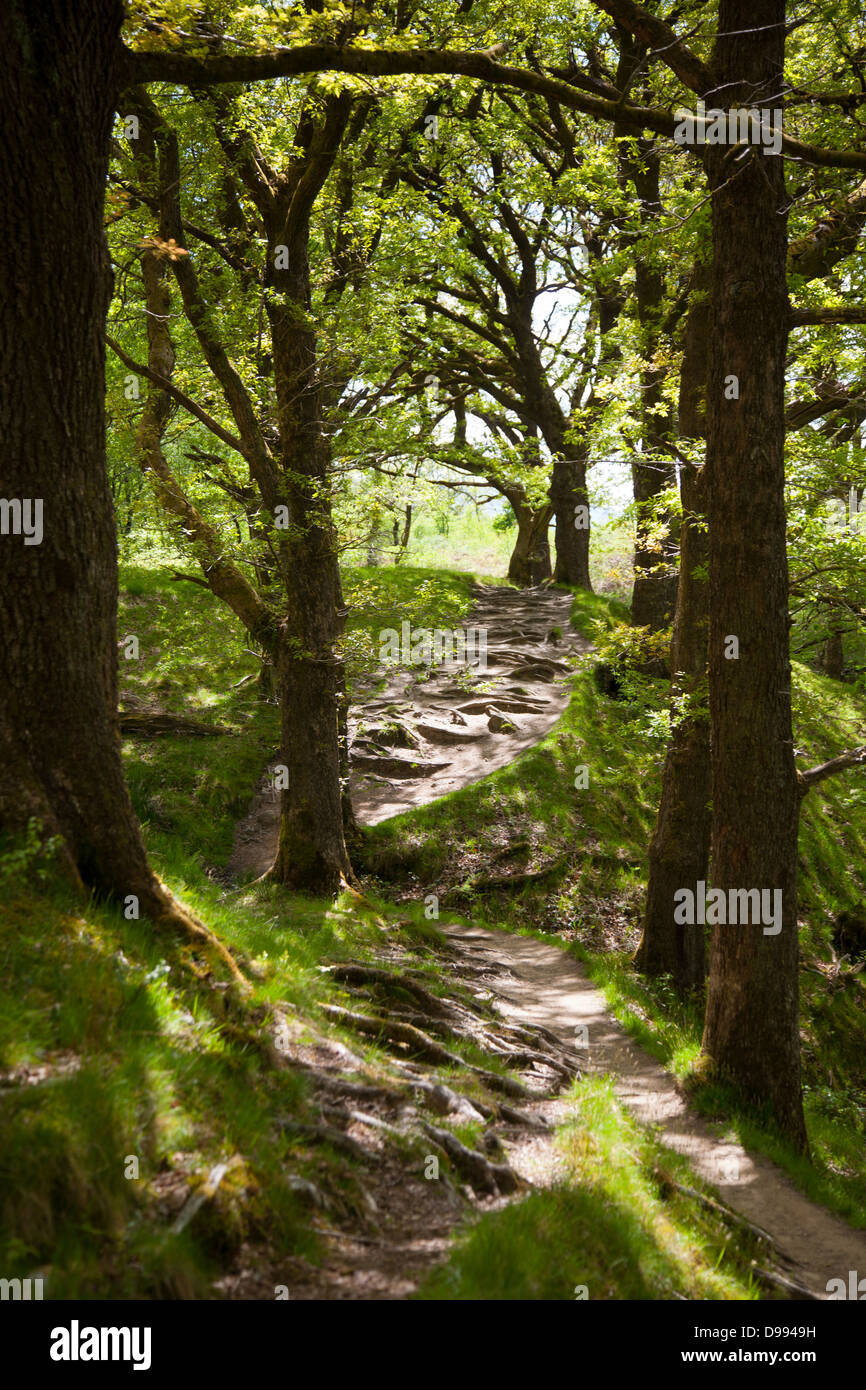 Ruta del bosque en los cuatro falls trail en Brecon Beacons, Gales. Foto de stock