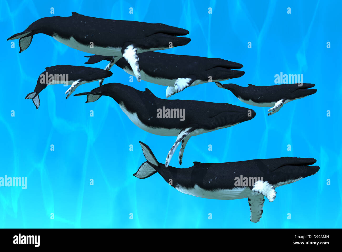 Manada de ballenas nadando