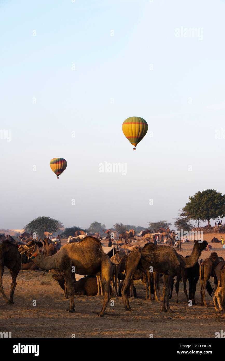 Los camellos con globos de aire caliente en el fondo de la Feria de camellos de Pushkar, Pushkar, Ajmer, Rajasthan, India Foto de stock