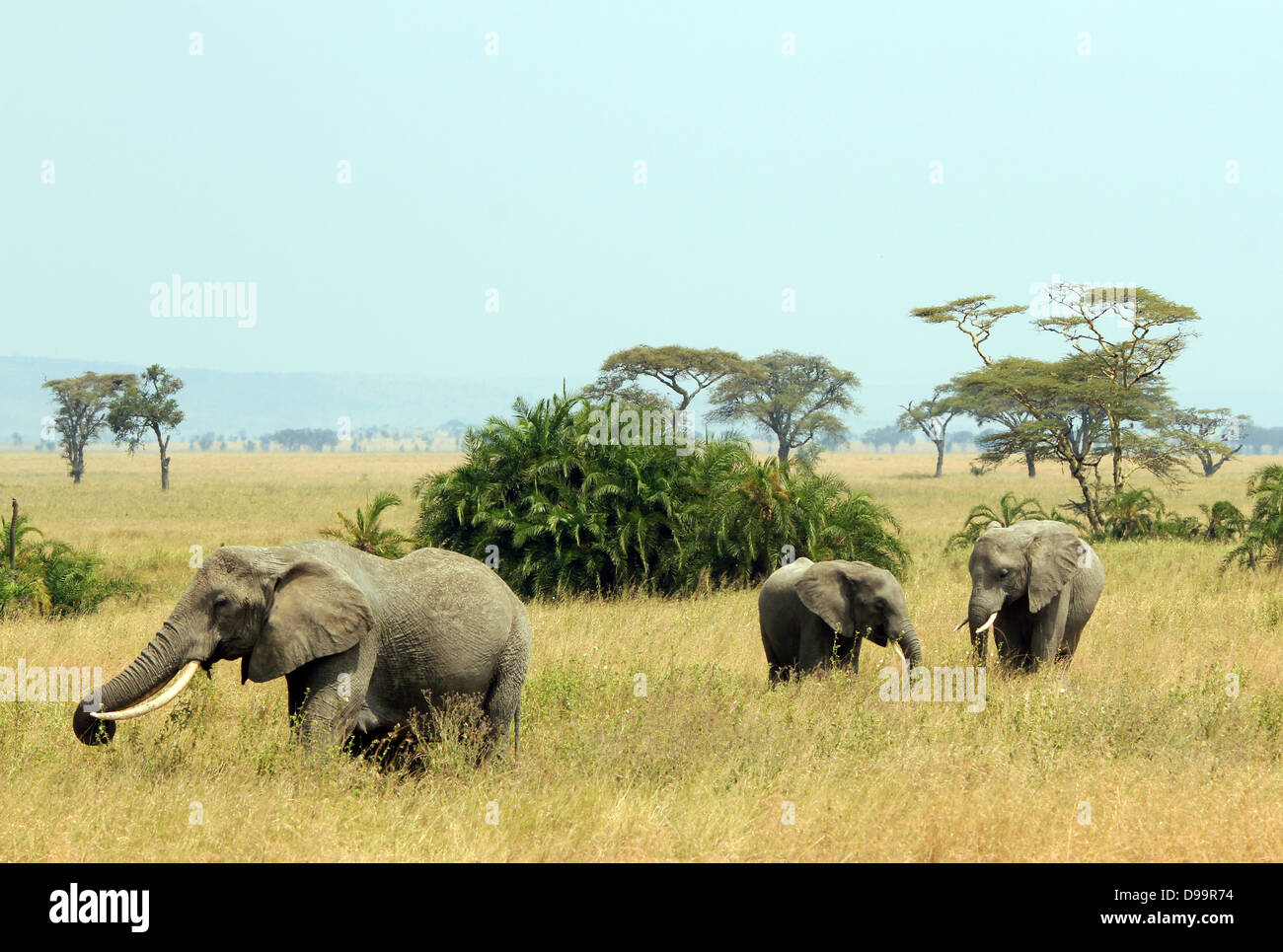Tres elefantes (Loxodonta Africana), paseos en Savannah, el Serengueti, Tanzania Foto de stock