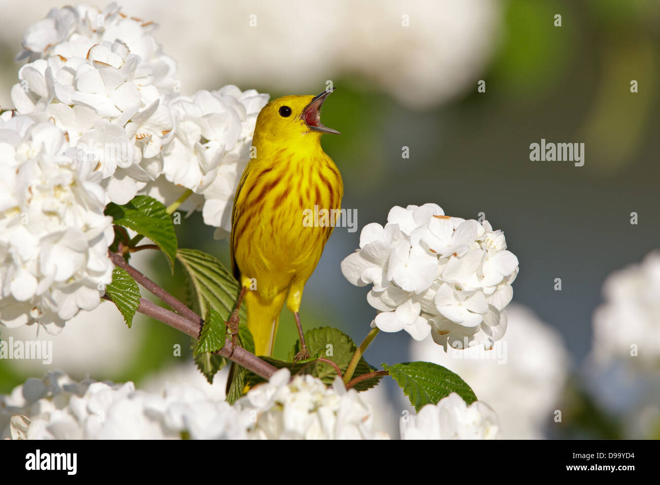 Yellow Warbler cantando en Oakleaf Hydrangea Blossoms pájaro songbird Ornithology Ciencia Naturaleza Medio ambiente Foto de stock