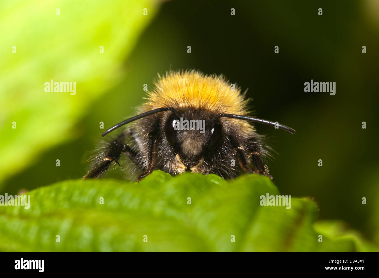 En la vista frontal del abejorro común (Bombus terrestris) sentada sobre una hoja. Foto de stock