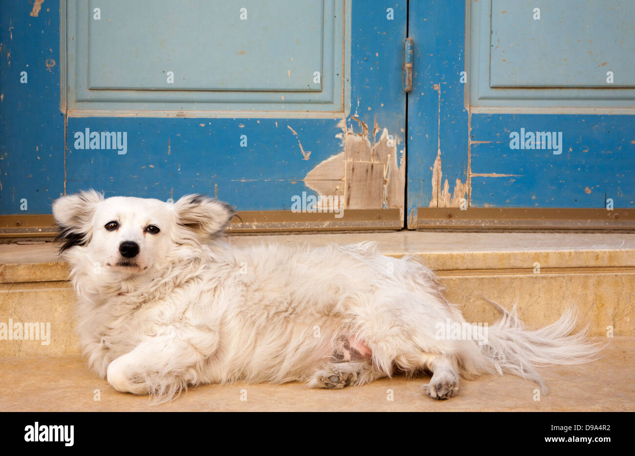 Lindo perro blanco en la ciudad vieja de Chania, en la isla mediterránea de Creta. Foto de stock