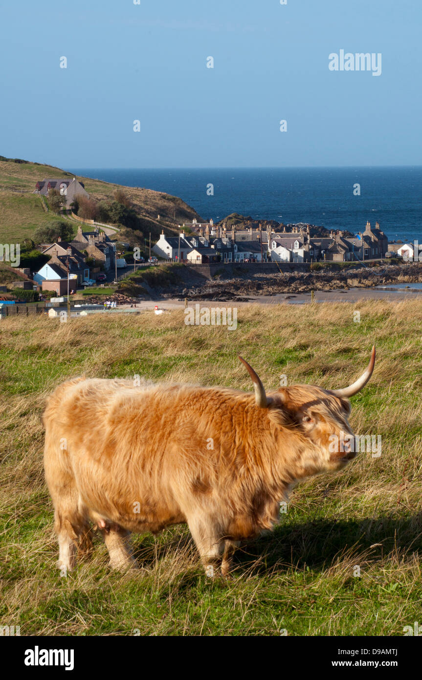 Highland ganado, Sandend escocés, Escocia, Gran Bretaña, Europa, Galloway , Schottisches Hochlandrind, Sandend, Schottland, G Foto de stock
