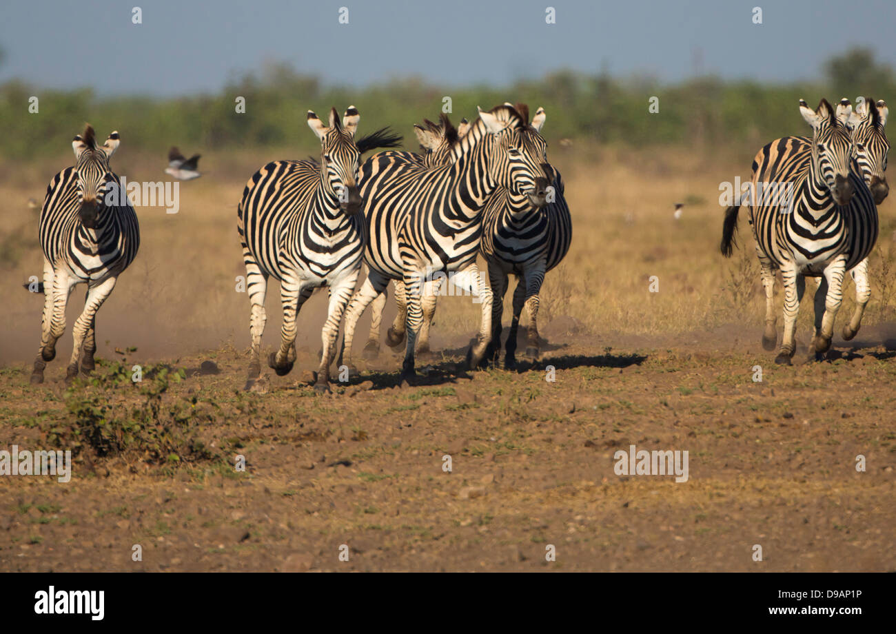 Grupo zebra ejecutándose en el parque nacional Kruger Foto de stock