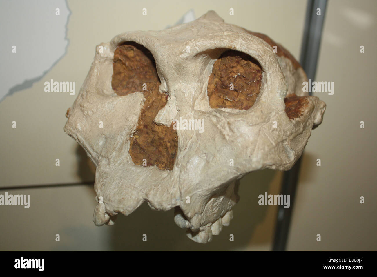Parte del cráneo de un australopithecine - originalmente llamado Paranthropus crassidens. Original en Transvaal Museum en Pretoria, Sudáfrica. Foto de stock