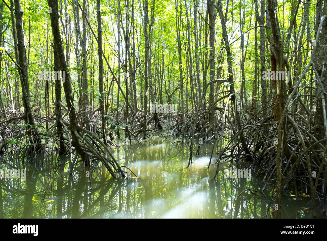 El bosque de manglar en el río Pak Nam Krabi en Tailandia Foto de stock