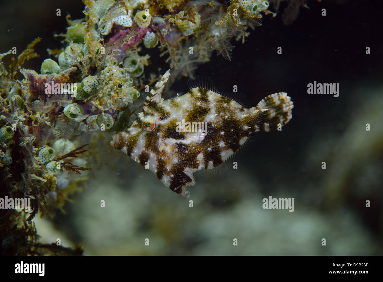 (Paramonacanthus choirocephalus Whitebar filefish) Foto de stock