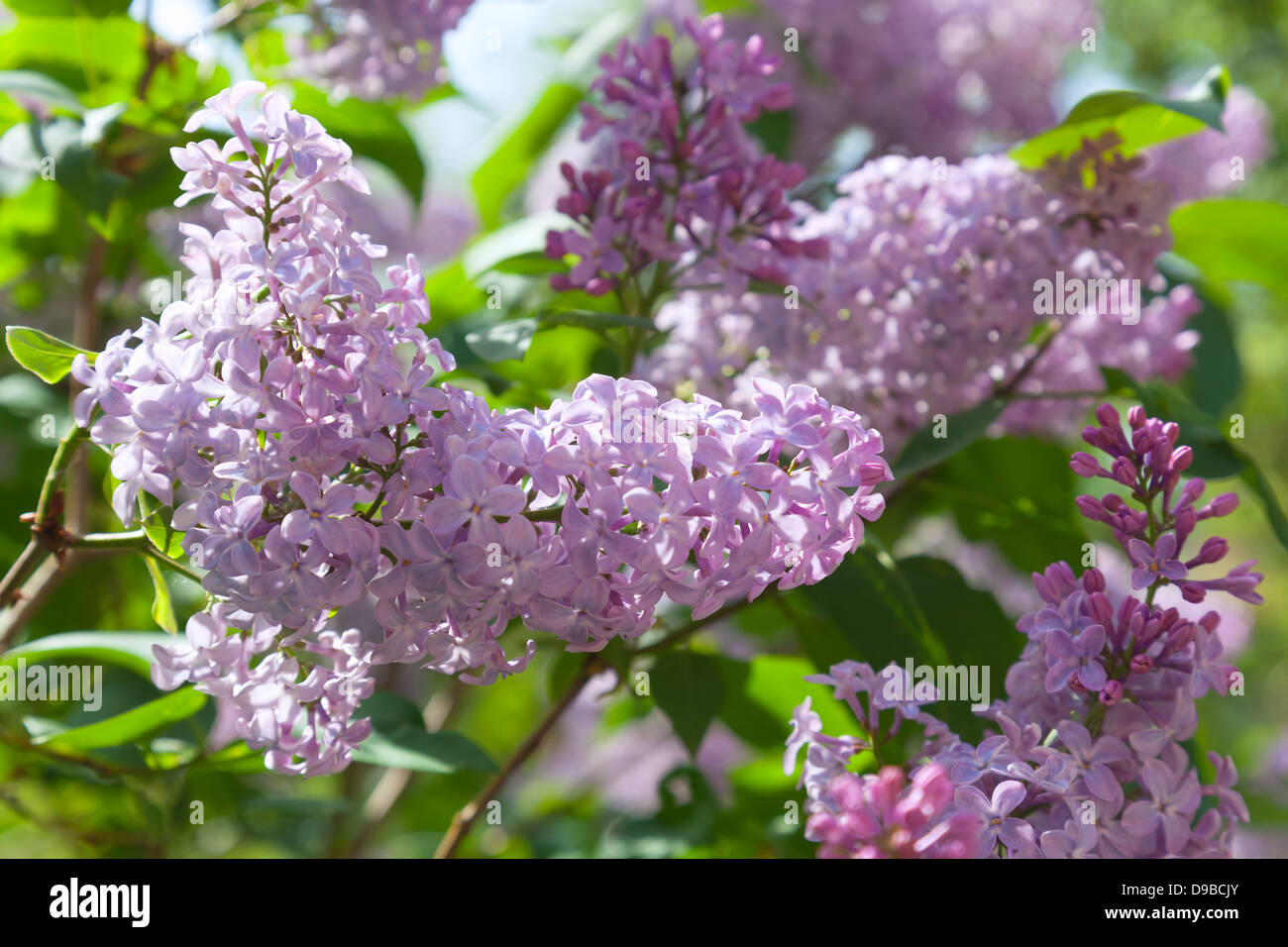 Naturaleza de fondo de verano con el ramal de frescas flores lila Foto de stock